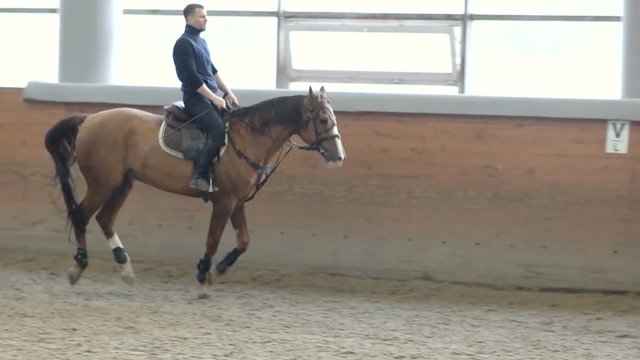 A man riding a brown horse around the arena. . Don horse breed.
