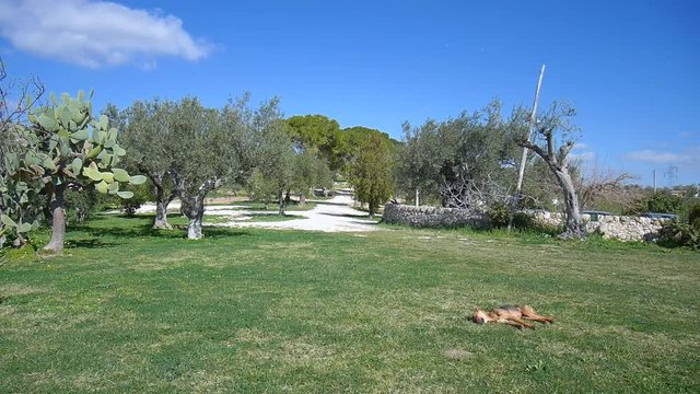 Olive tree with blue sky in the background - Shot in Sicily in an organic farmOlive tree with blue sky in the background - Shot in Sicily in an organic farm