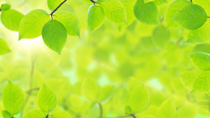 Spring background, natural frame of beautiful green leaves