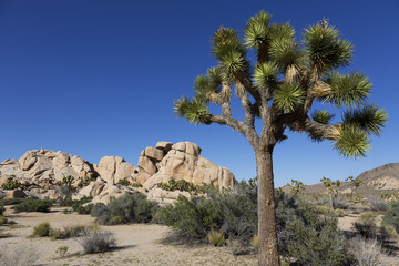 Joshua Tree National Park, California