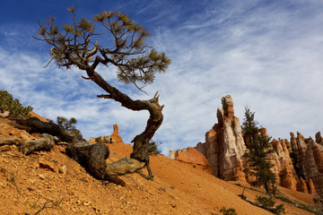 Tree, Bryce Canyon National Park, Utah