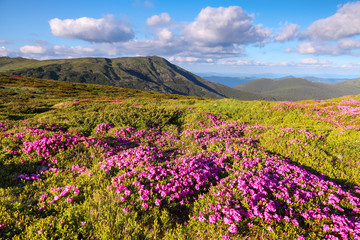 Fototapeta premium Marvelous pink rhododendrons on the mountains.