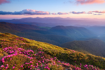 Naklejka na ściany i meble Marvelous pink rhododendrons on the mountains.
