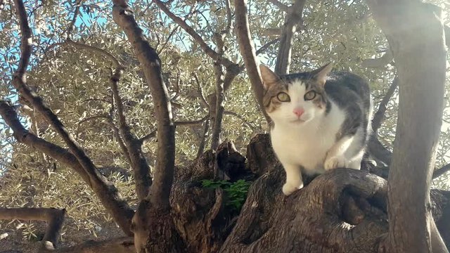 Cat Climbing A Tree