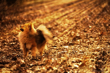 Fototapeta na wymiar Pomeranian spitz,dog,doggy,puppy is staying and looking up in the forest