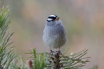 White Crowned Sparrow perched on pine tree