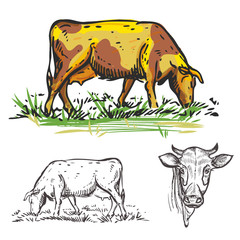 hand drawn illustration with farm animals with color and monochrome cow sketches. vector set