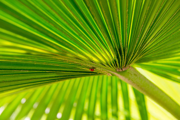 Fototapeta premium ladybug under palm