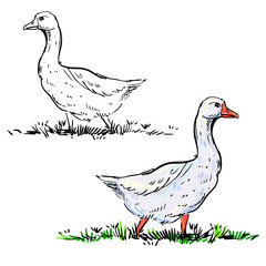 hand drawn illustration with color and monochrome goose. farm animals. vector eps 8.