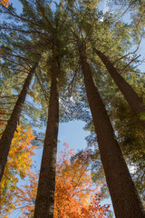 Tall Pine Trees