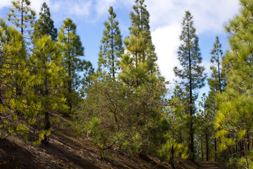 Beautiful panorama of pine forest with sunny summer day. Coniferous trees. Sustainable ecosystem. Tenerife, Teide volcano, Canary islands, Spain