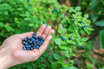 The girl is picking blueberries, full palm berries