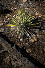 Walnut Canyon National Monument Arizona