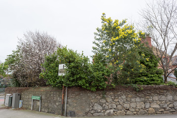 Spring in Dun Laoghaire