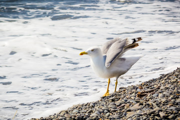 Seagull on the shore