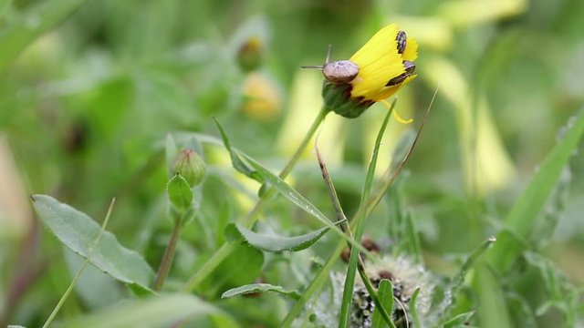 small snails on a Calendula arvensis plant in the middle of the vegetation
