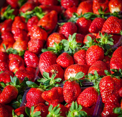 red strawberries in baskets for sale at market. Many fresh strawberries for sale. Lots of strawberries