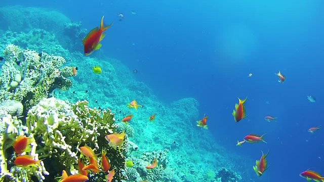 Beautiful Colorful Tropical Red Fish on Vibrant Coral Reefs Underwater in the Red Sea