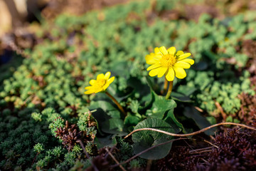 Spring yellow flowers