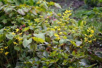 yellow barrenwort (epimedium) flourishing in the garden