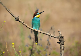 bee eater