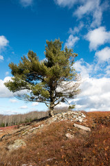 Obraz premium lone tree in blueberry field