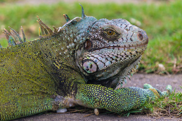 Iguana / Lizard