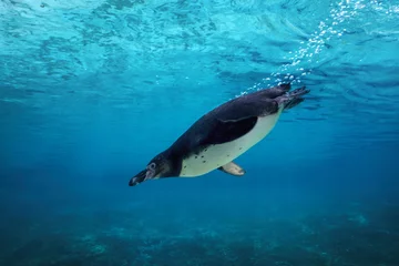 Washable wall murals Penguin Humboldt penguin diving underwater