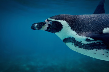 Humboldt penguin underwater close up.