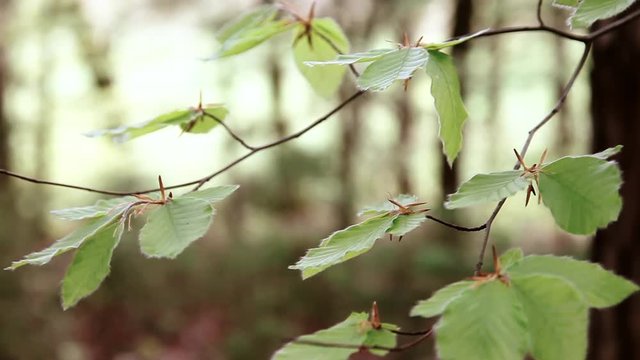 Close up of windy beech branch leaves in spring season in forest.