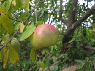Ripening pomegranate (maturing granet) on the granet tree