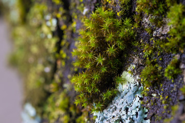 Macro close-up view of green tree moss in the forest