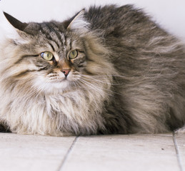 Naklejka na ściany i meble long haired cat, brown siberian breed in the garden