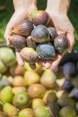 Hands Holding Fresh Figs