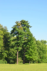 Fototapeta premium Evergreen pine tree