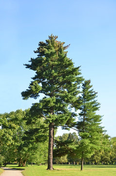 Evergreen pine tree