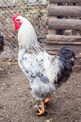 White hen on the green grass