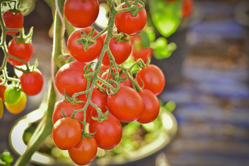 branch of fresh cherry tomatoes hanging on trees in organic farm, Solanum, lycopersicum