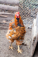 White hen on the green grass