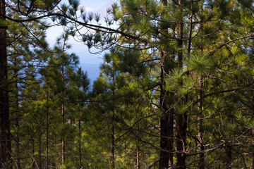 Fototapeta premium Beautiful panorama of pine forest with sunny summer day. Coniferous trees. Sustainable ecosystem. Tenerife, Teide volcano, Canary islands, Spain