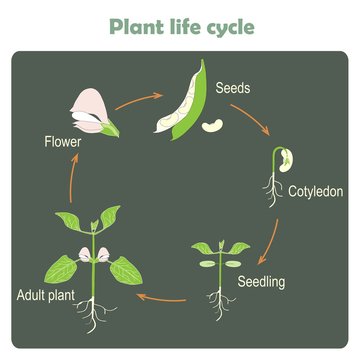 Life Cycle Of A Plant