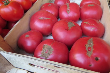 Pink tomatoes at the market in Bar-city, Montenegro
