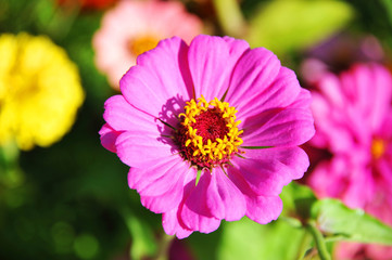 Obraz premium Beautiful zinnia flower