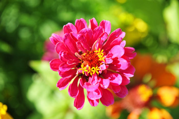 Beautiful zinnia flower