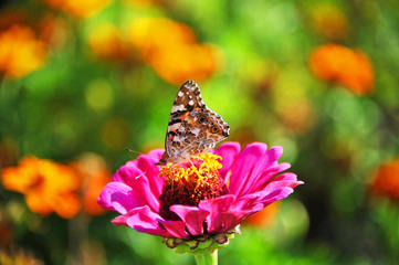 Butterfly on zinnia flower