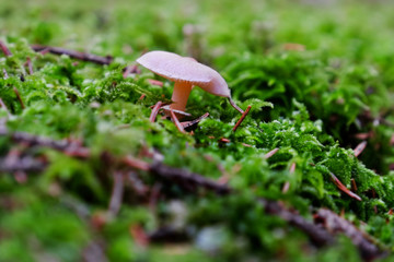 Non-edible mushroom in a forest