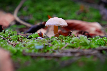 Non-edible mushroom in a forest