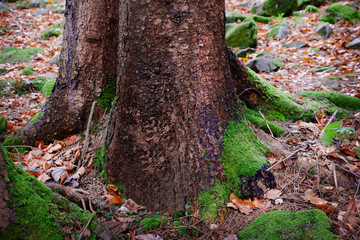 Moss on forest tree