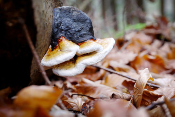 Non-edible mushroom in a forest