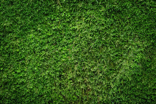 Tree bark covered with moss